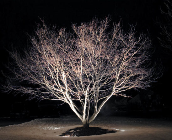 uplighting a winter tree